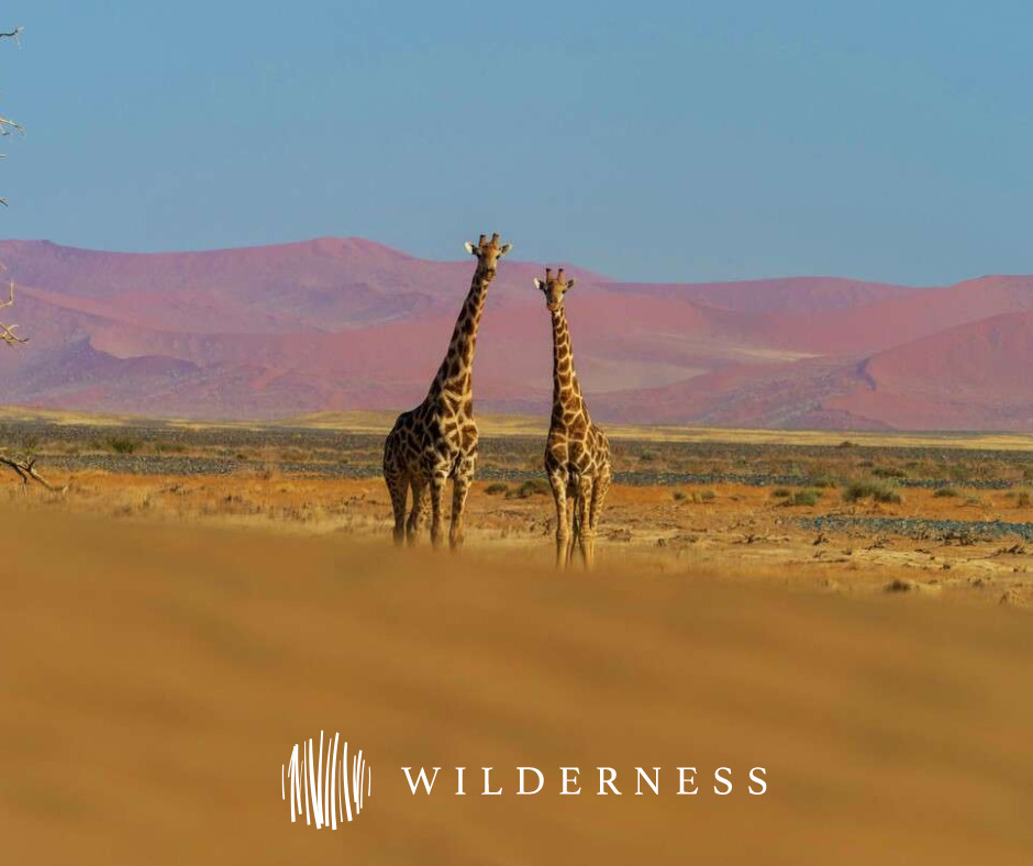 Featured image for “Wilderness Safaris Chooses CiMSO Cloud Solutions for Elevated Inventory Management”