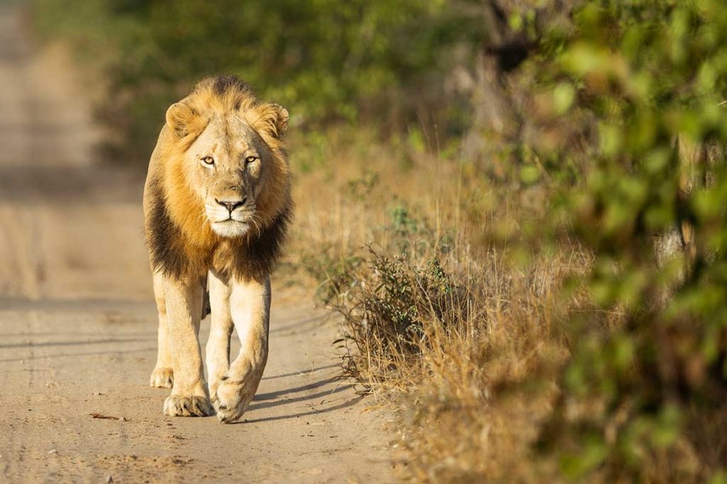 Featured image for “Welcome to the CiMSO Family, Karingani Game Reserve!”