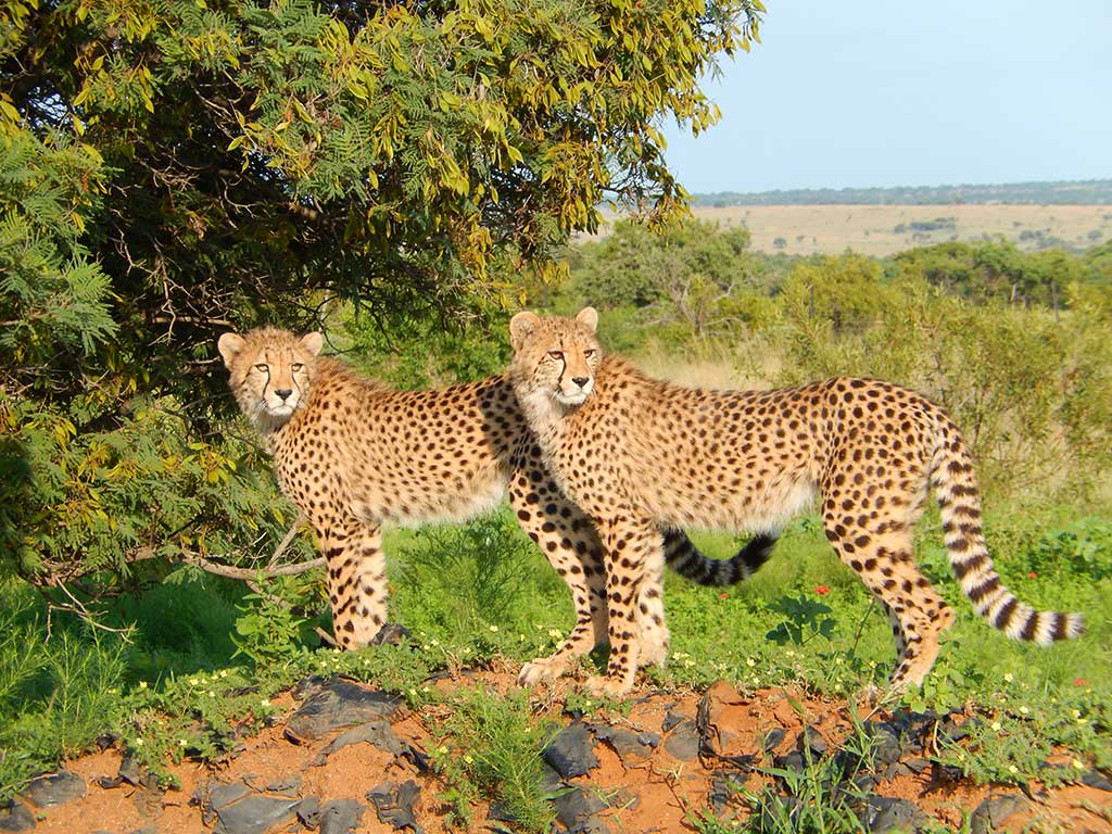 Featured image for “Welcome to the Family: Lion & Cheetah Sanctuary”