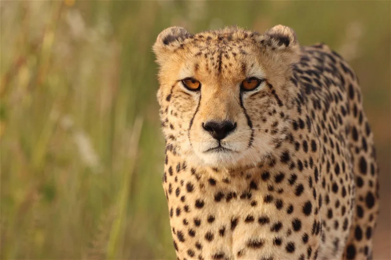 Featured image for “Welcome to the CiMSO Family, Honeyguide Hospitality Group”